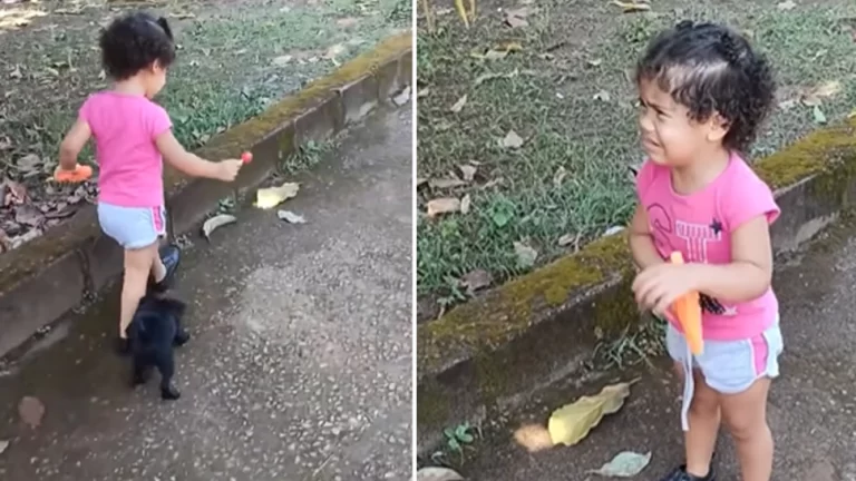 funny videos